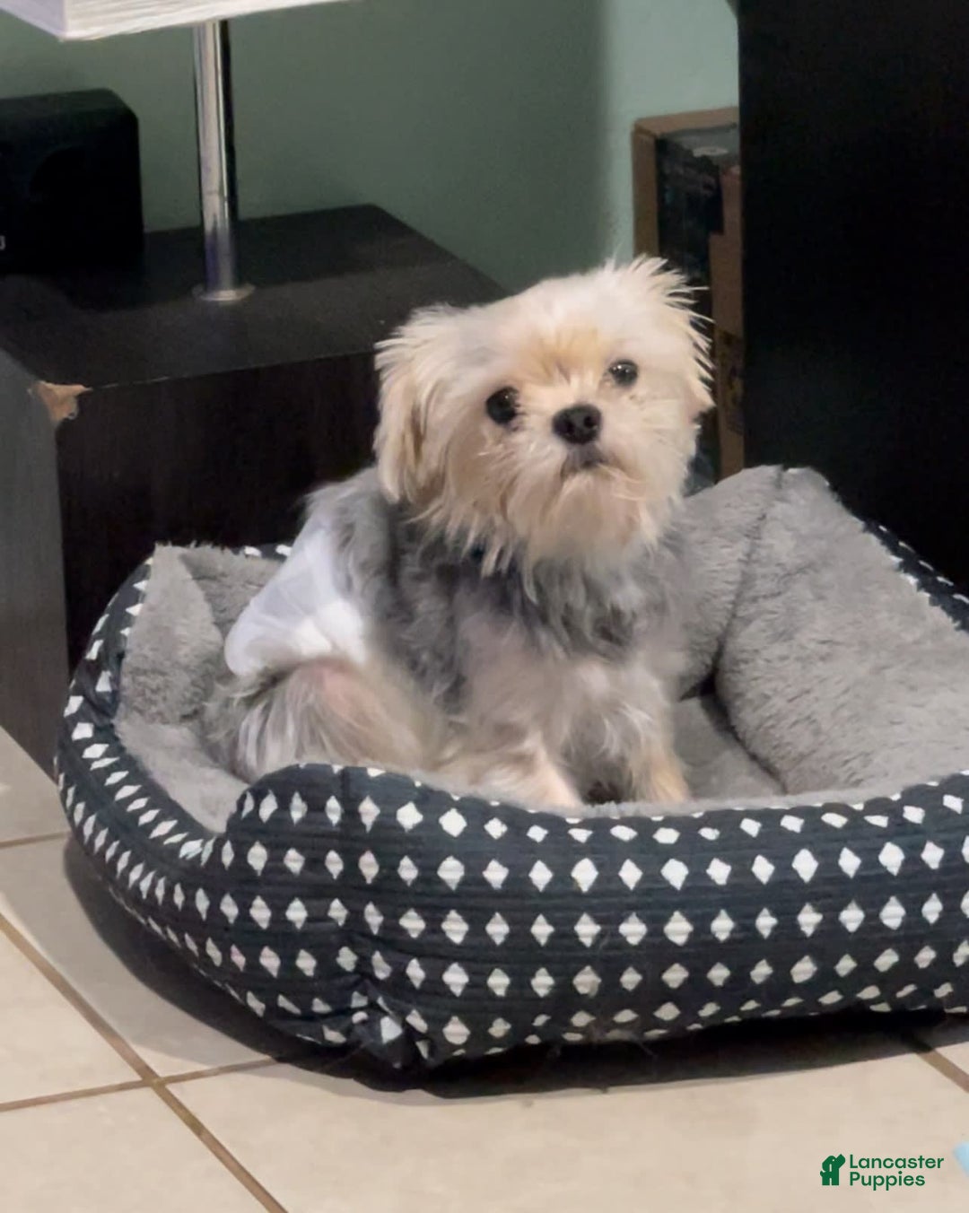 Morkie dogs for sale: Itachi - Image 2