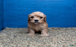 Cavapoo dogs for sale: Luke - Image 4