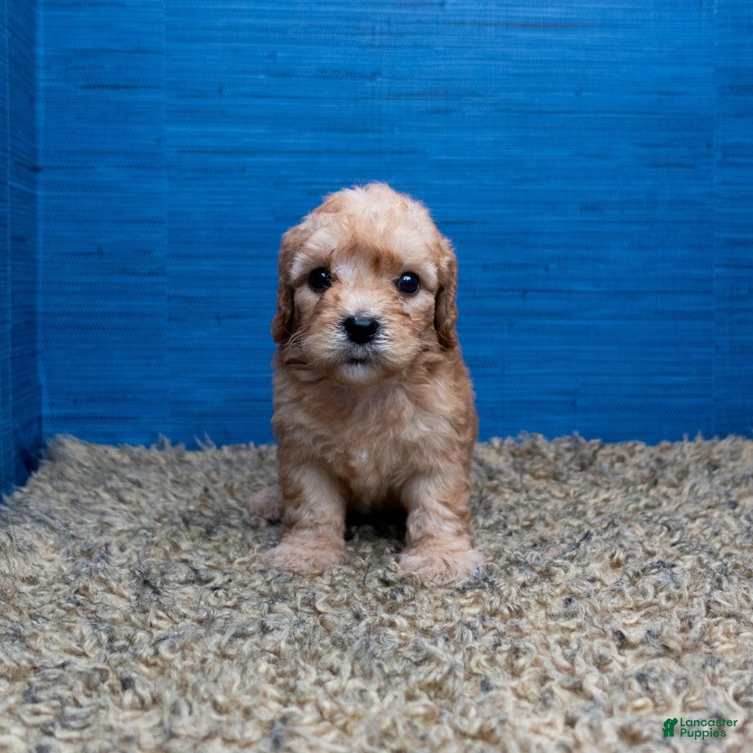 Cavapoo dogs for sale: Luke - Image 4