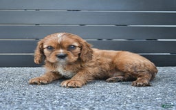 Cavalier King Charles Spaniel dogs for sale: Wendle - Image 1