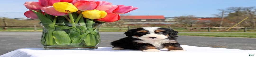 Marigold