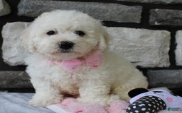 Bichon Frise dogs for sale: Lenny - Image 3