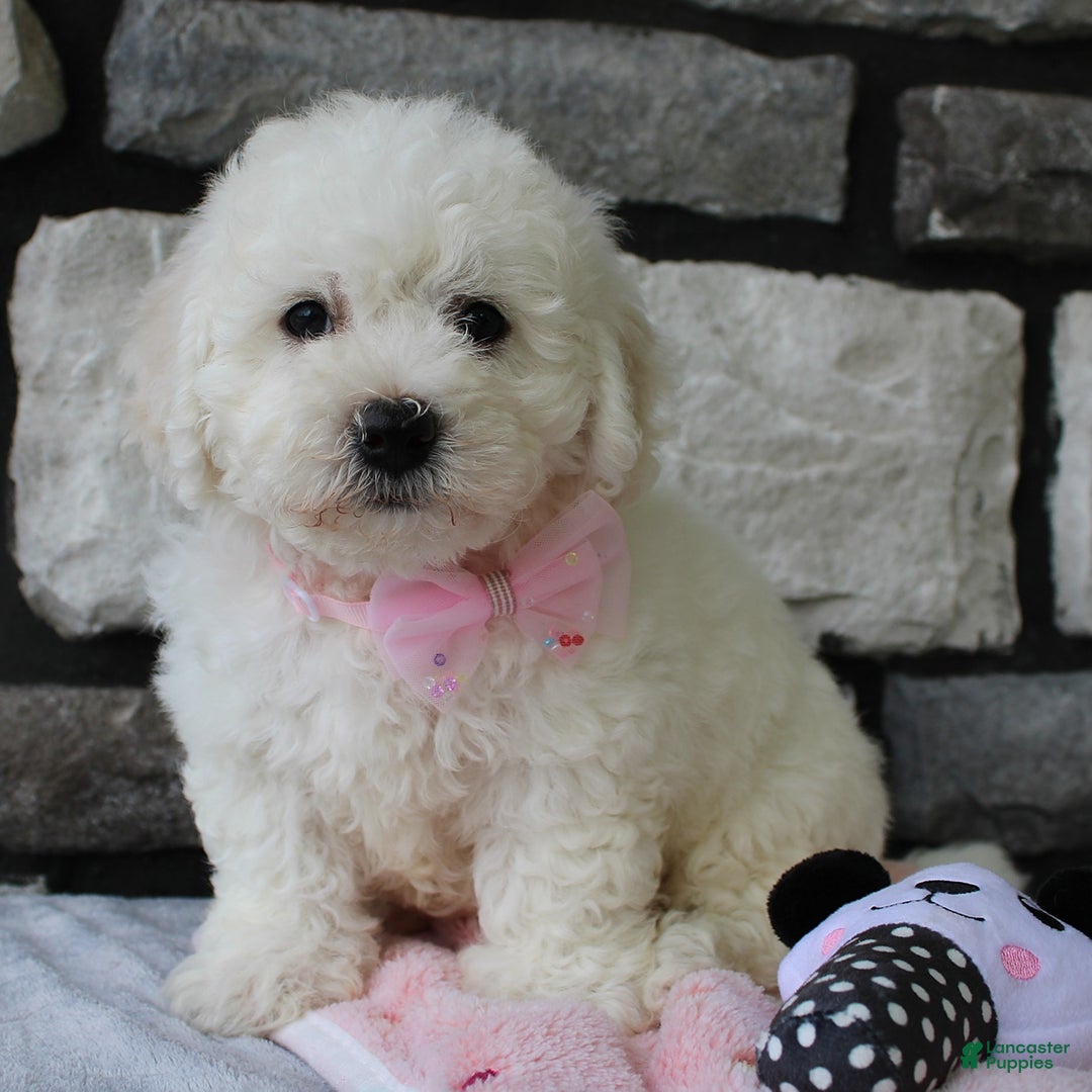 Bichon Frise dogs for sale: Lenny - Image 3