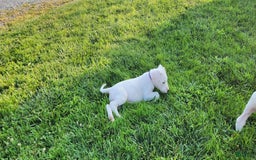 Dogo Argentino dogs for sale: Female - Image 2