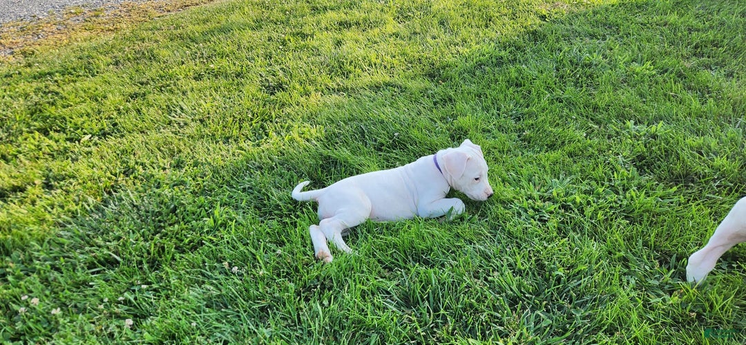 Dogo Argentino dogs for sale: Female - Image 2