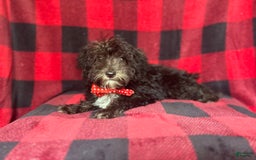 Miniature Schnauzer dogs for sale: Shooter - Image 2