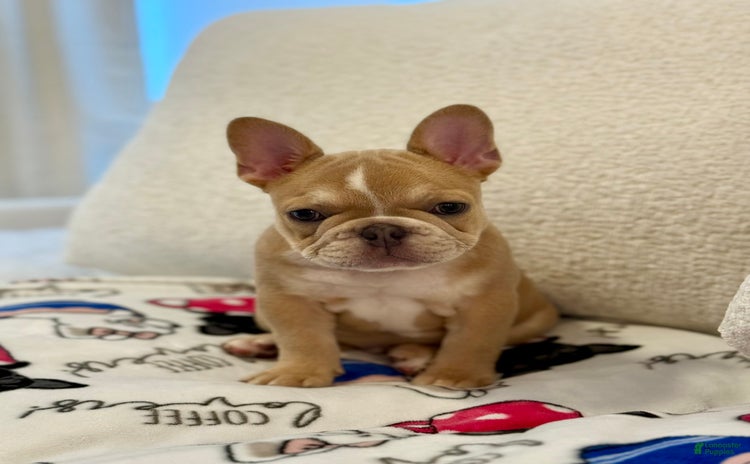 French Bulldog dogs for sale - Ad 2