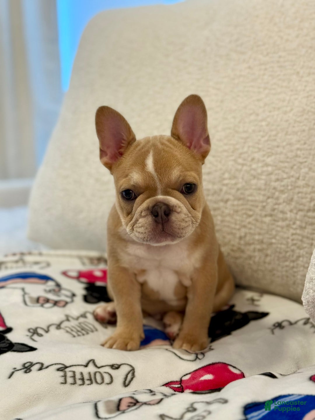 French Bulldog dogs for sale: Crown - Image 1