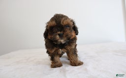 Shihpoo dogs for sale: Lukas - Image 5