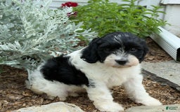 Cavapoo dogs for sale: Callie - Image 7