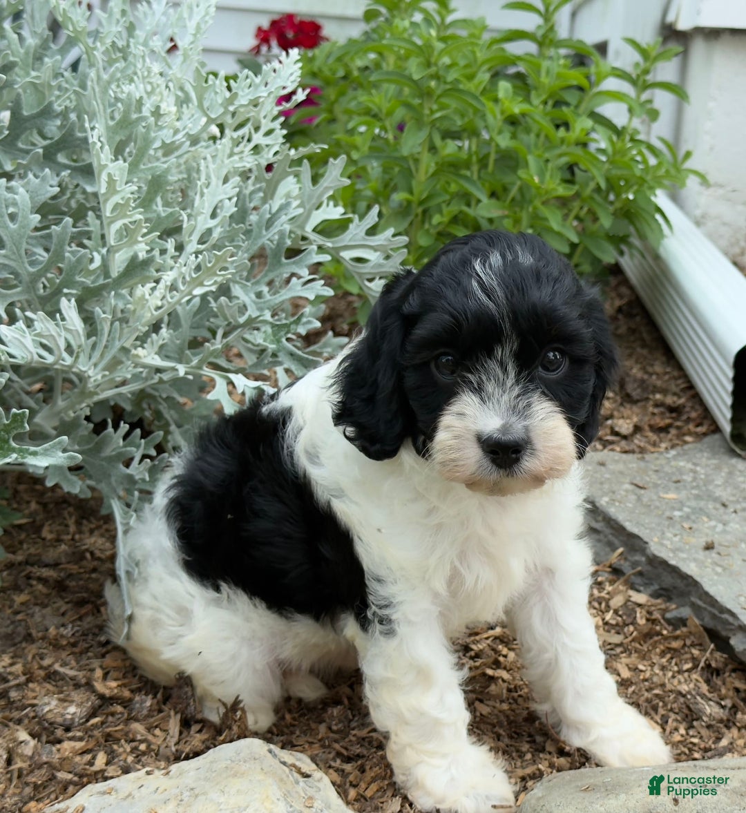 Cavapoo dogs for sale: Callie - Image 7
