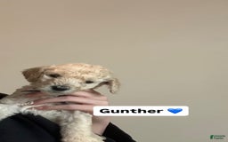 Standard Poodle dogs for sale: Gunther - Image 1