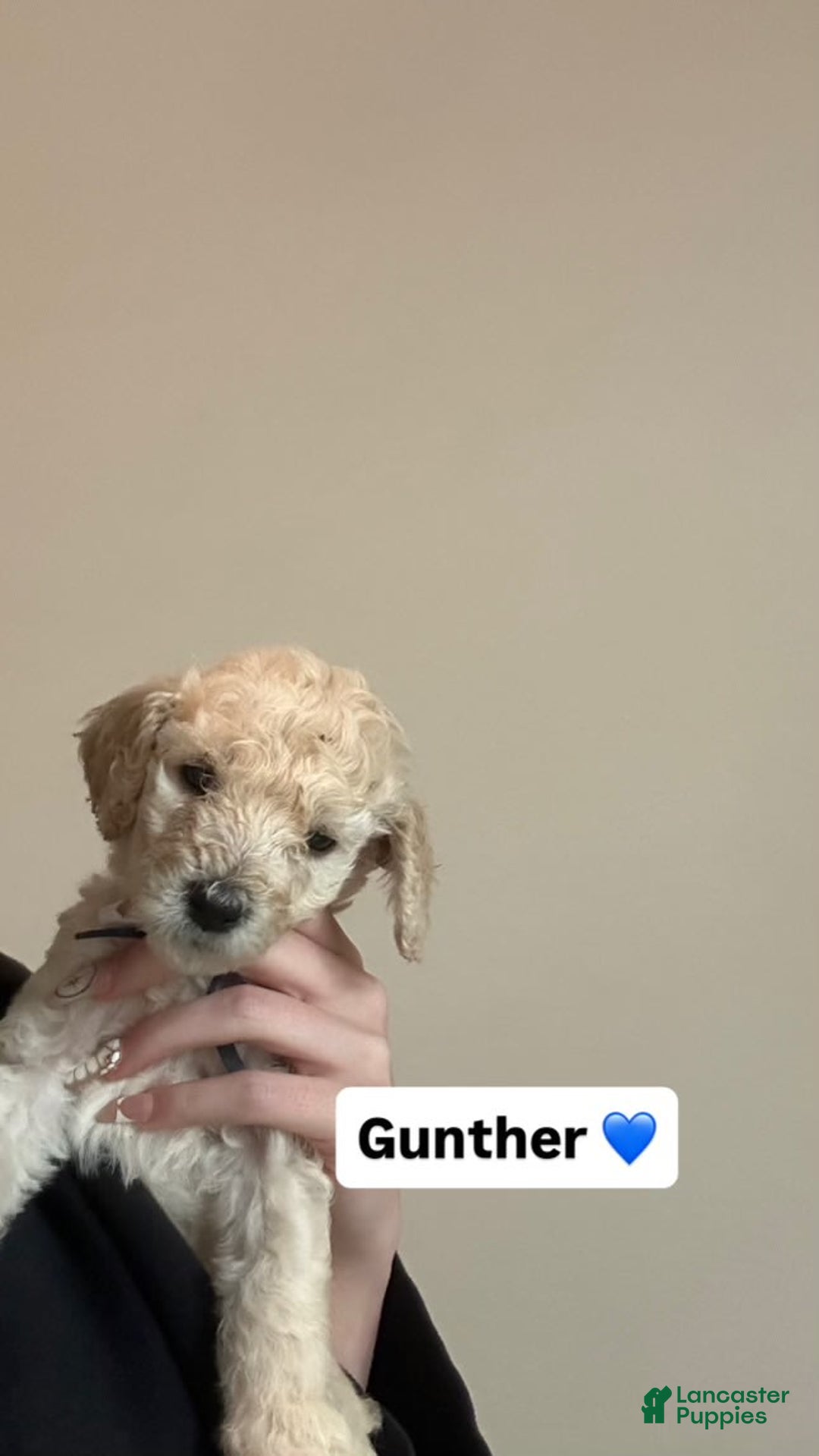 Standard Poodle dogs for sale: Gunther - Image 1