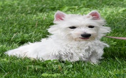 West Highland Terrier dogs for sale: Novella - Image 9