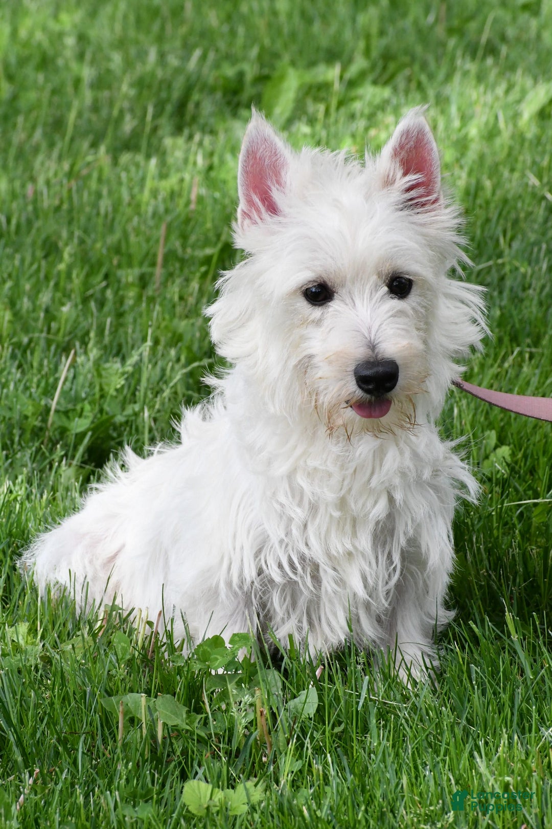 West Highland Terrier dogs for sale: Novella - Image 9