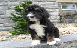 Bernedoodle dogs for sale: Alice - Image 2