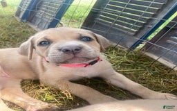 Cane Corso dogs for sale: Hot Pink Collar - Image 2