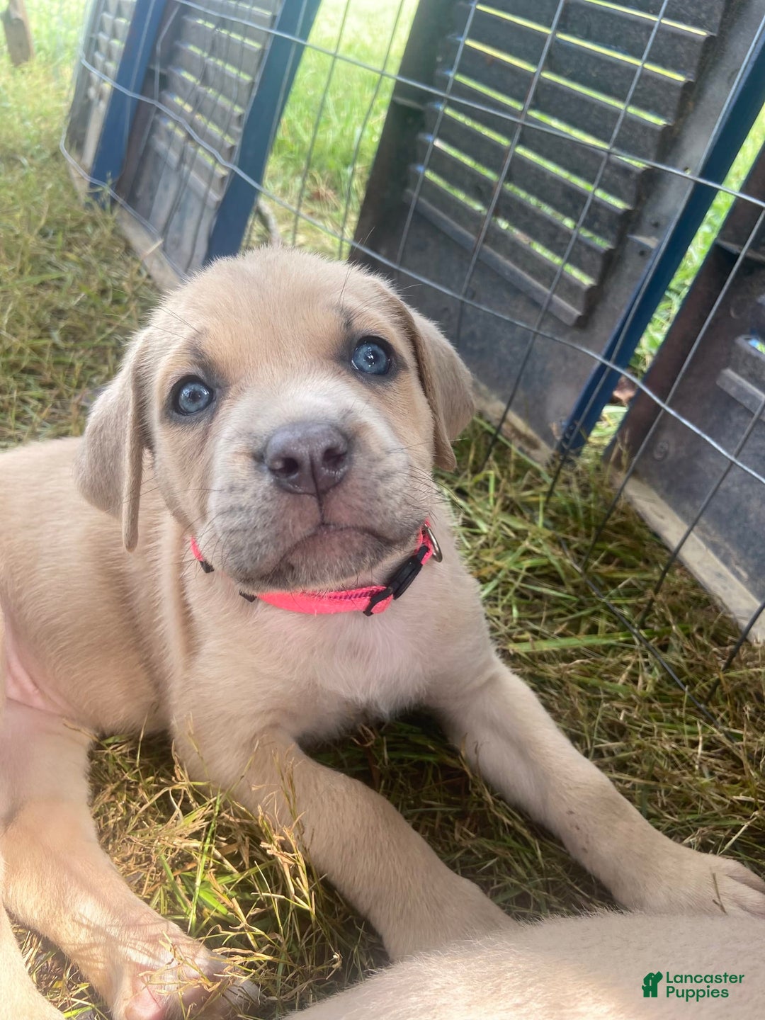 Cane Corso dogs for sale: Hot Pink Collar - Image 2