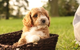 Mini Goldendoodle dogs for sale: Lily - Image 12