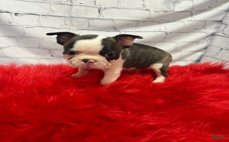 Boston Terrier dogs for sale - Ad 2