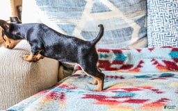 Miniature Pinscher dogs for sale: Alex - Image 2