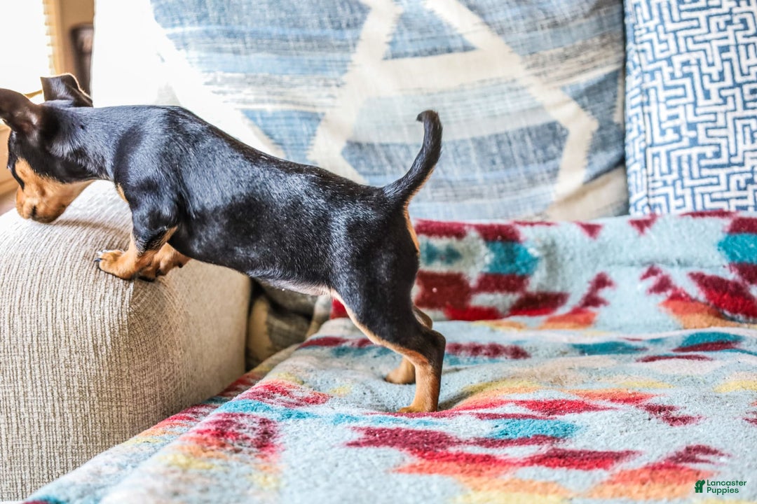 Miniature Pinscher dogs for sale: Alex - Image 2