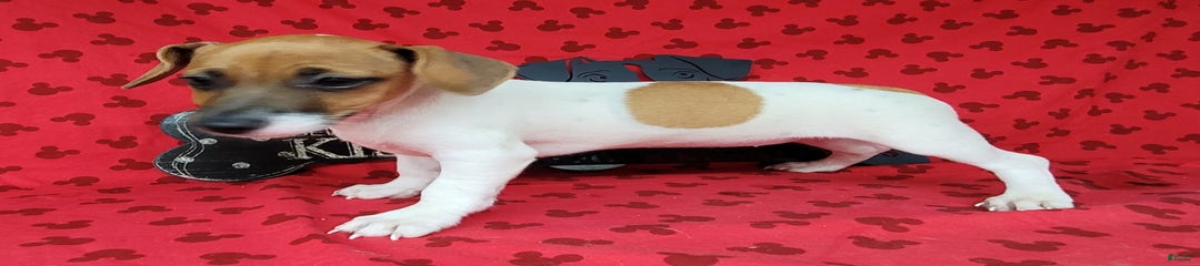 Jack Russell Terrier Peppy