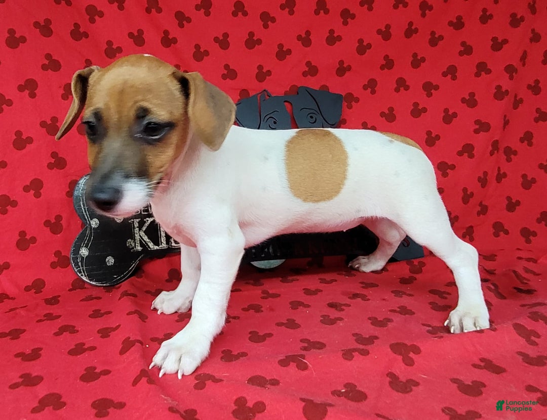 Jack Russell Terrier dogs for sale: Jack Russell Terrier Peppy - Image 6