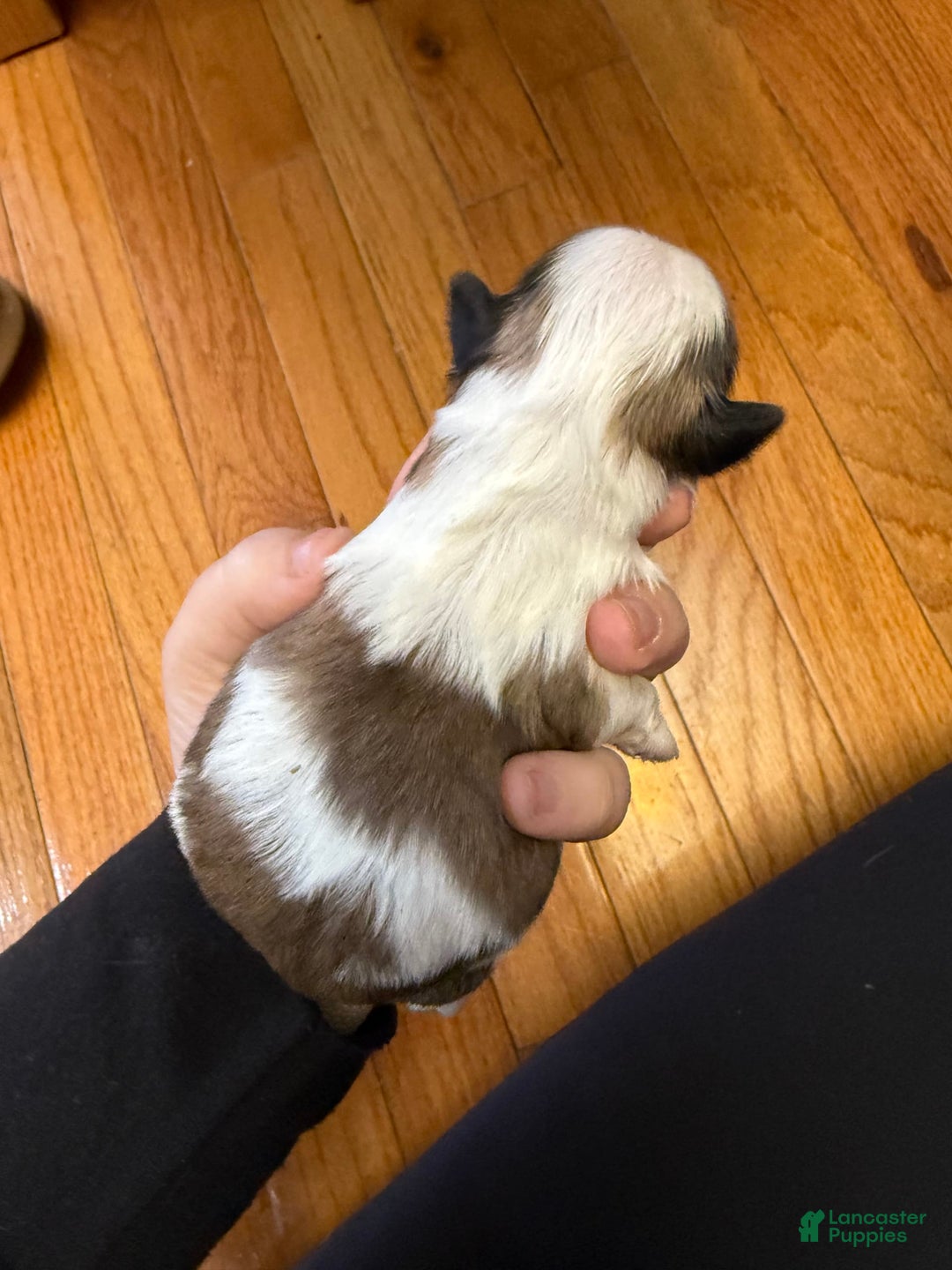 Shih Tzu dogs for sale: Stella Pups - Image 8