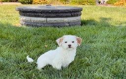Lhasa Apso dogs for sale: Honey - Image 21