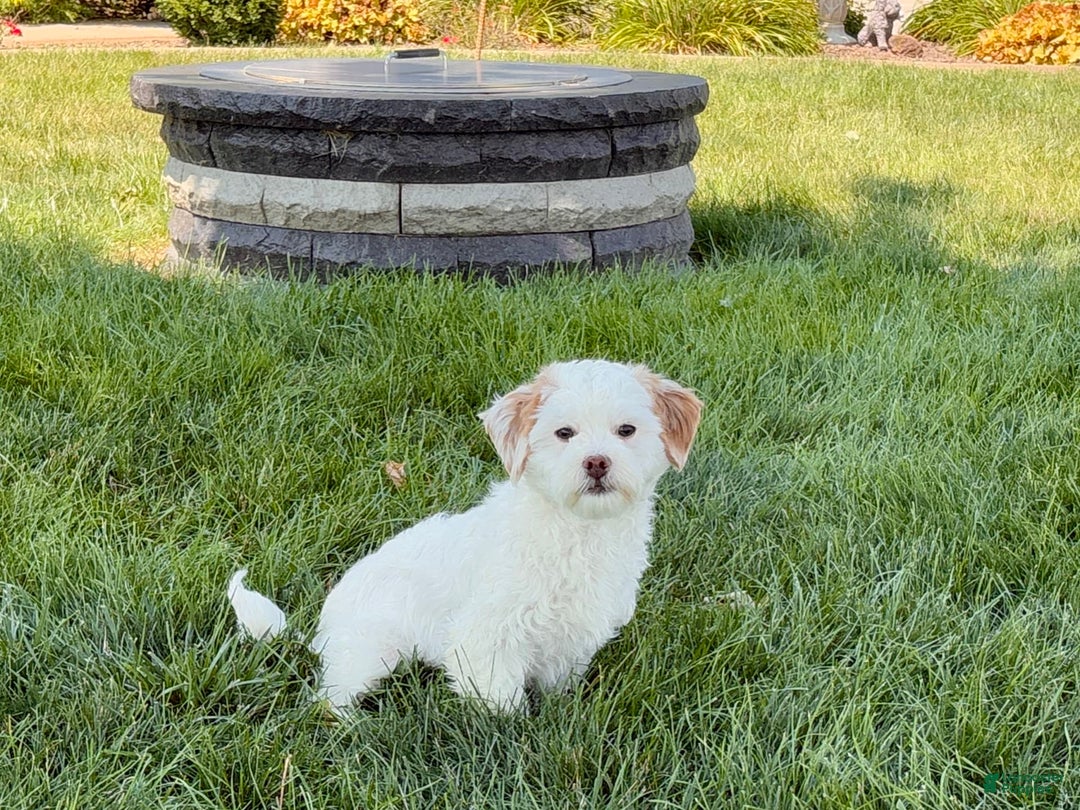 Lhasa Apso dogs for sale: Honey - Image 21