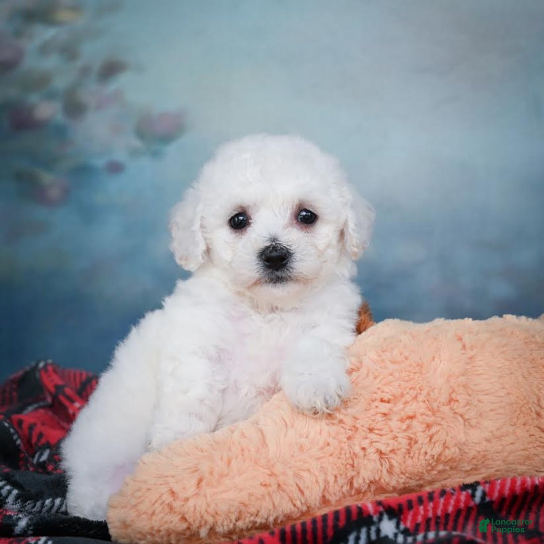 Bichon Frise dogs for sale: Sophia - Image 6