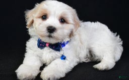 Maltipoo dogs for sale: Bingo - Image 5