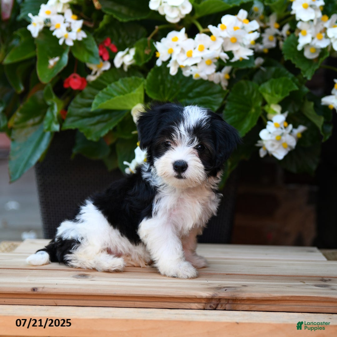Maltese dogs for sale: Jenny - Image 1