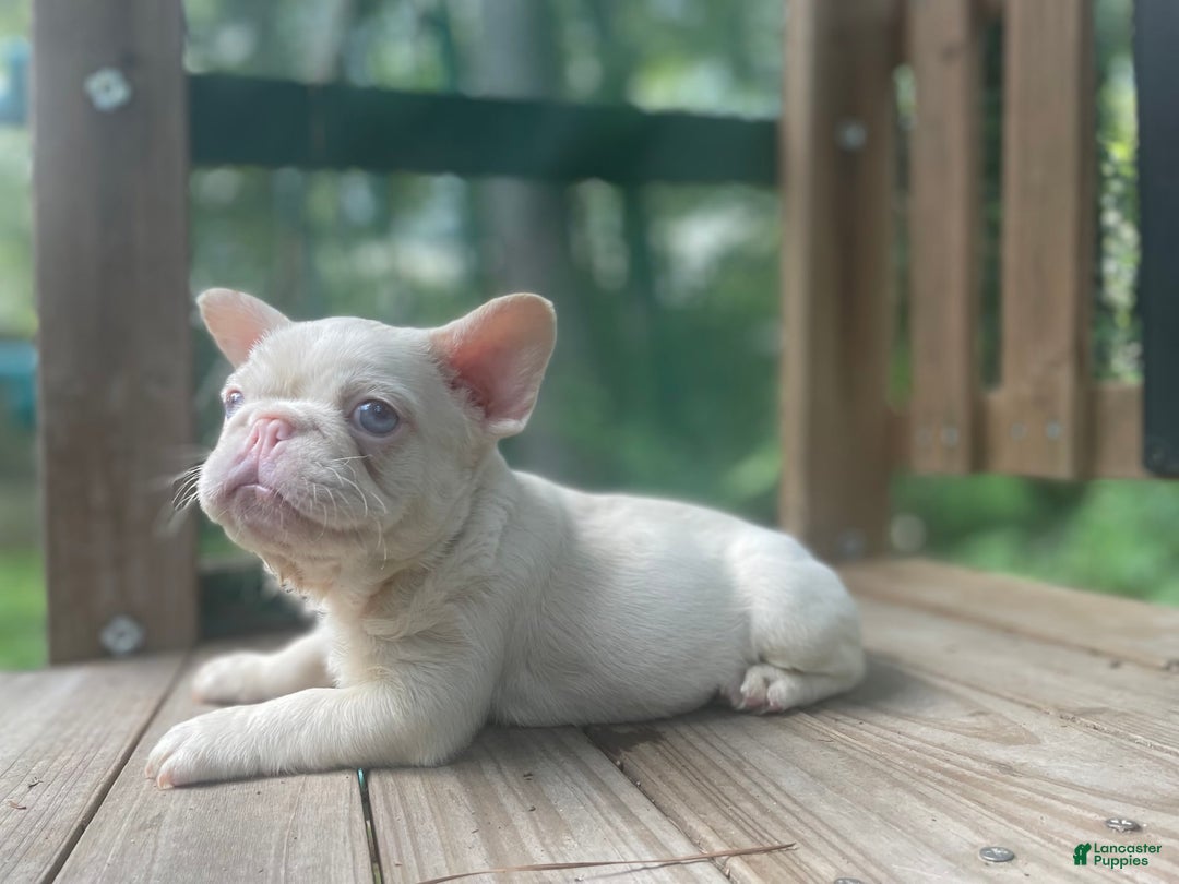 French Bulldog dogs for sale: Yang - Image 9