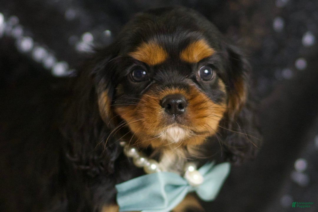 Cavalier King Charles Spaniel dogs for sale: Valentino - Image 1