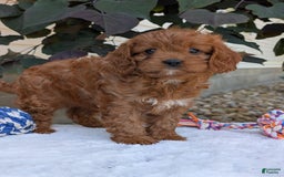 Cavapoo dogs for sale: Darla - Image 10