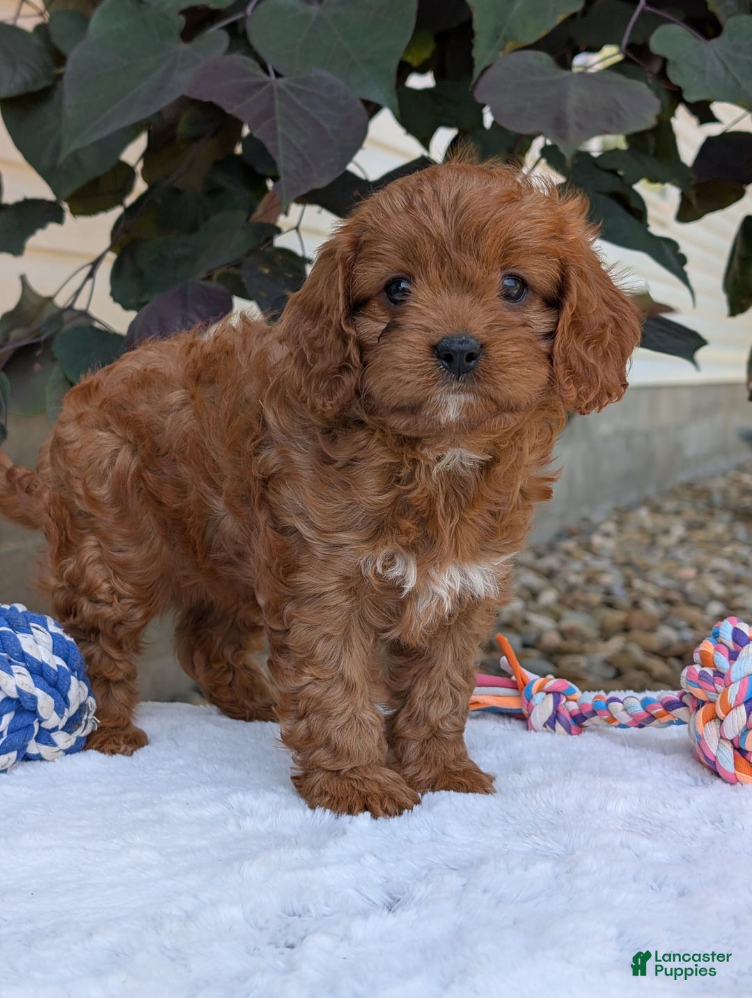 Cavapoo dogs for sale: Darla - Image 10