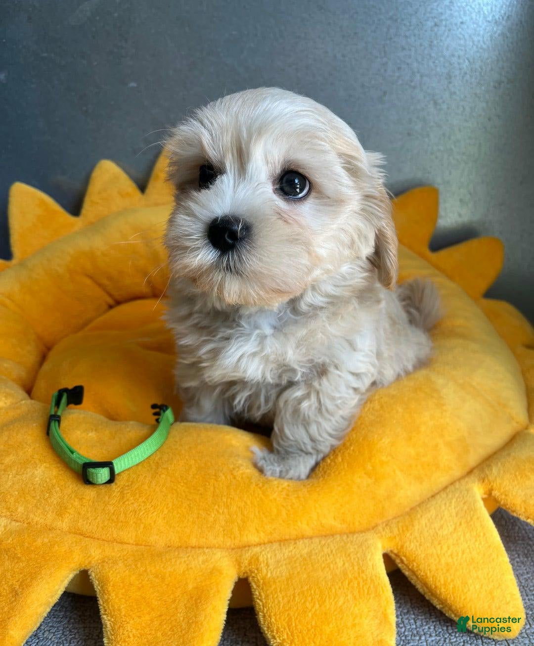 Maltipoo dogs for sale: Dora - Image 2