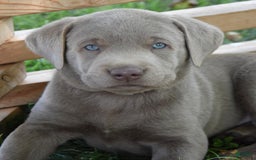 Labrador Retriever dogs for sale: Carl - Image 2