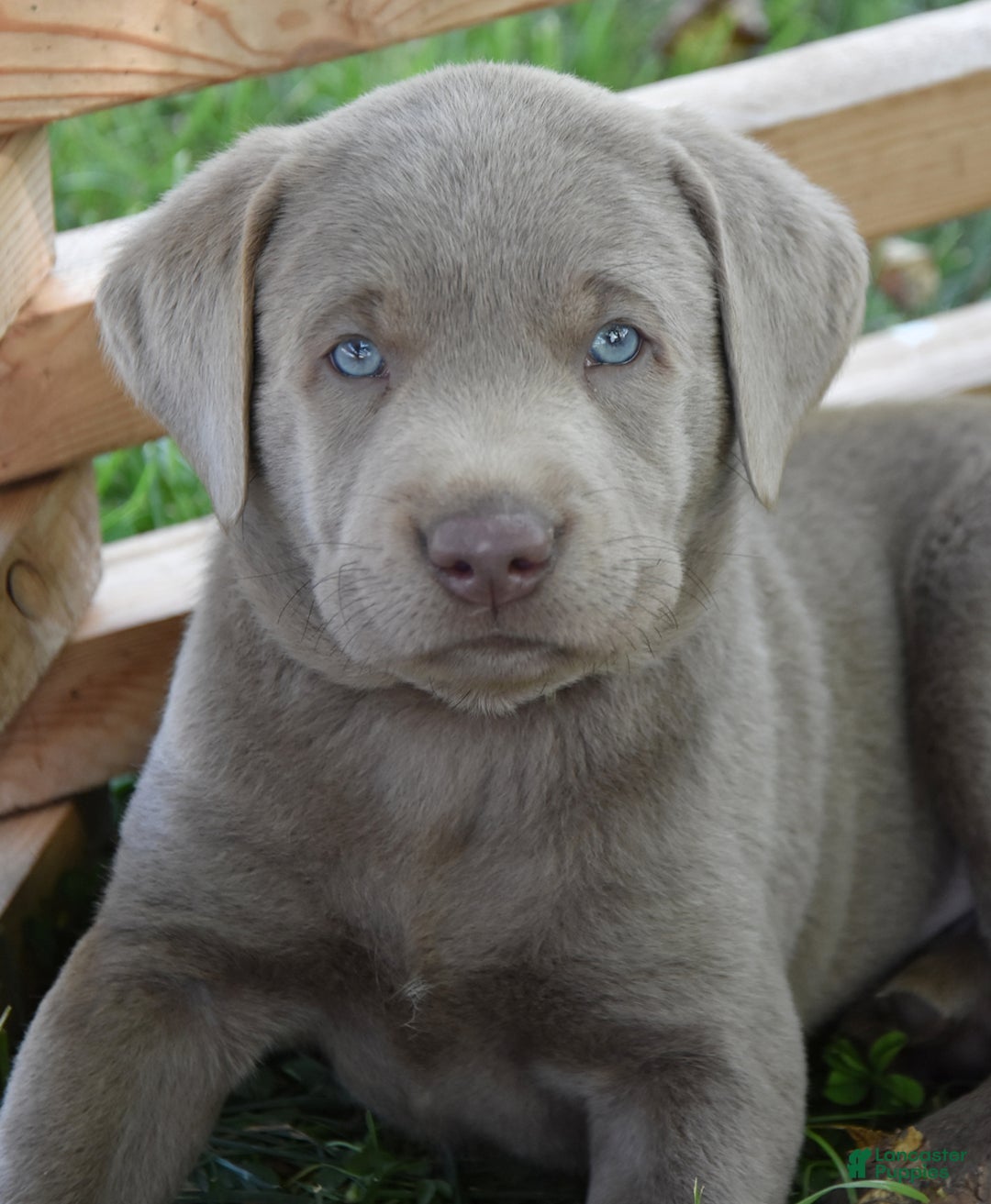 Labrador Retriever dogs for sale: Carl - Image 2
