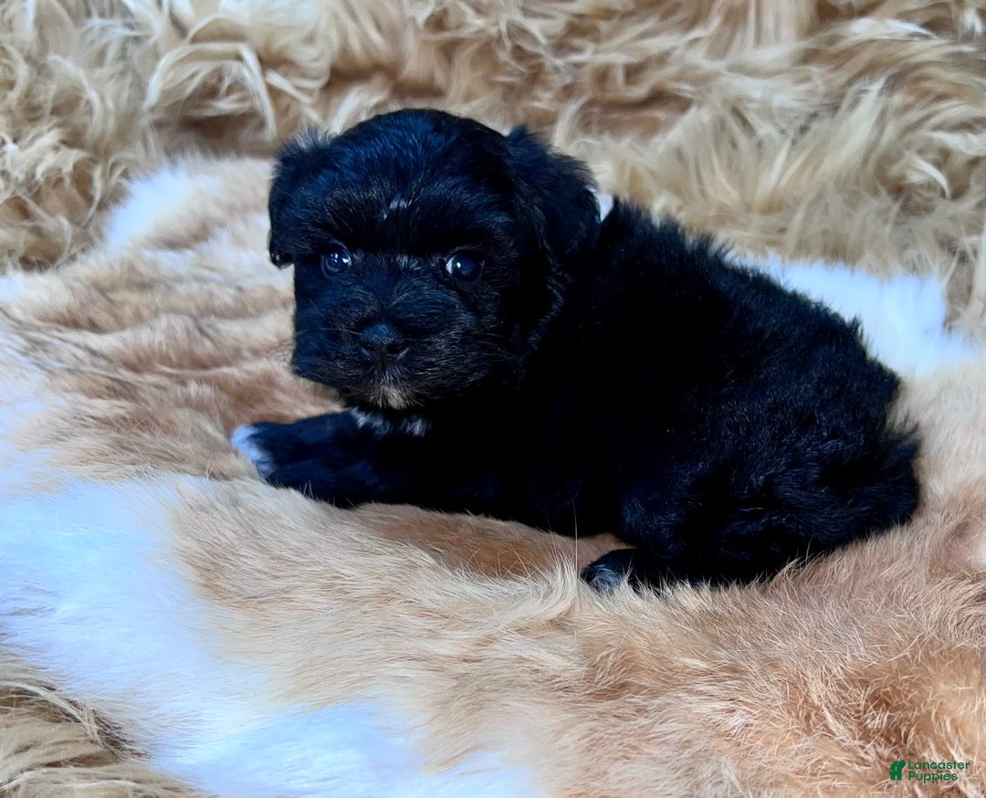 Miniature Schnauzer dogs for sale: Emerald - Image 5