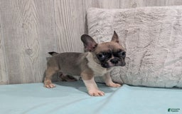 Frenchton dogs for sale: Logan - Image 3