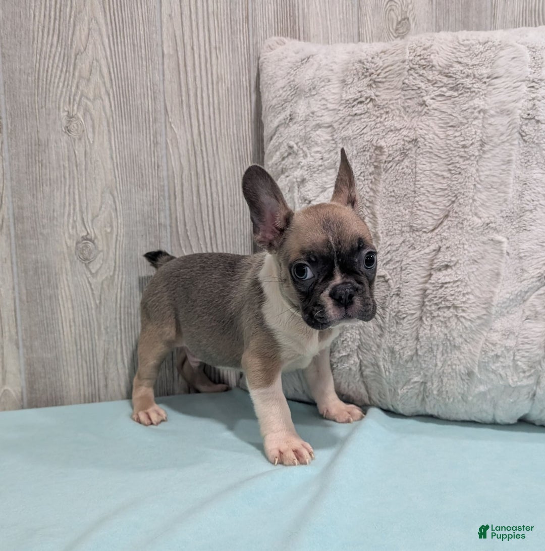 Frenchton dogs for sale: Logan - Image 3