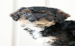 Miniature Poodle dogs for sale: Kammy - Image 7