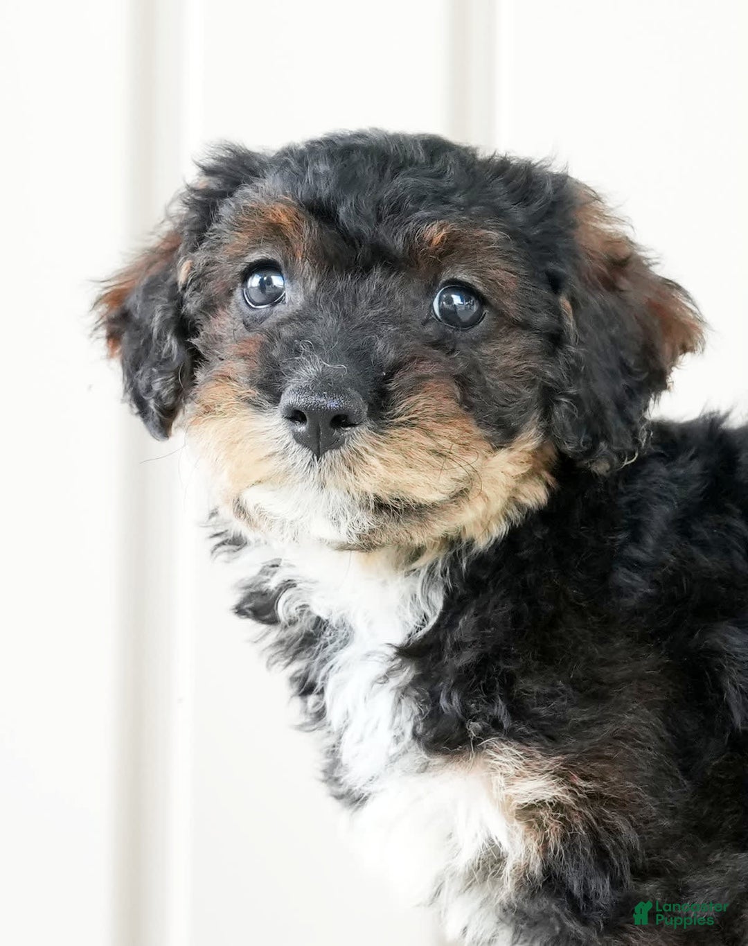 Miniature Poodle dogs for sale: Kammy - Image 7