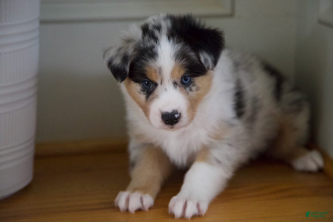 Australian Shepherd dogs for sale: Kiwi - Image 10