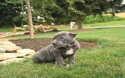 Cane Corso dogs for sale: Opal - Image 2