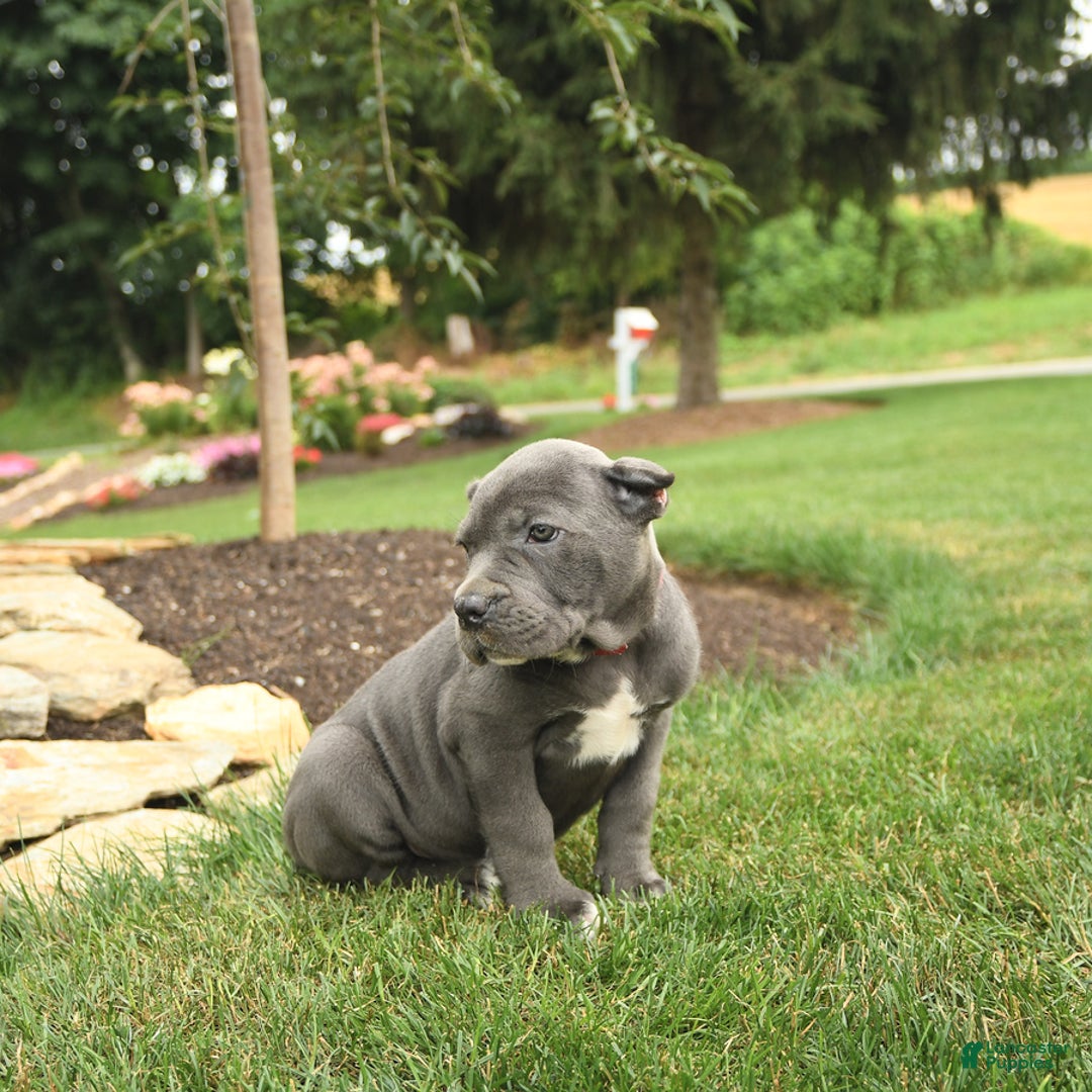 Cane Corso dogs for sale: Opal - Image 2