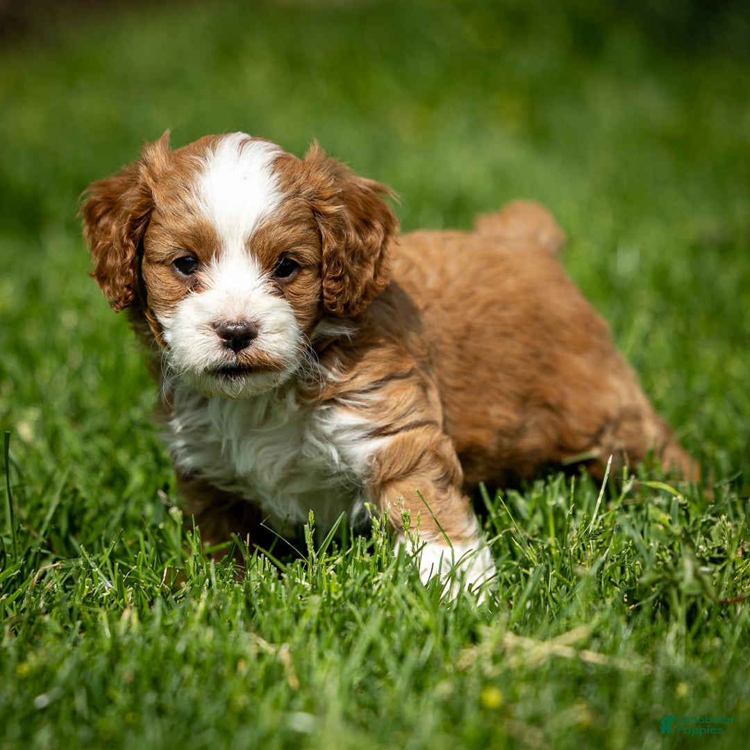 Cavapoo dogs for sale: Rusty - Image 5